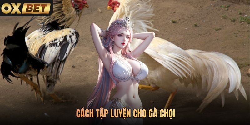 Cách Tập Luyện Cho Gà Chọi Đảm Bảo Sức Bền Trong Chiến Đấu