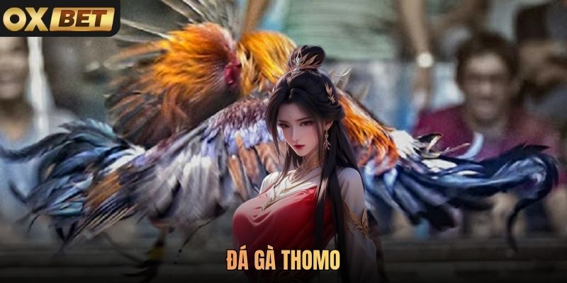 Đá Gà Thomo - Trải Nghiệm Dịch Vụ An Toàn Tại Oxbet