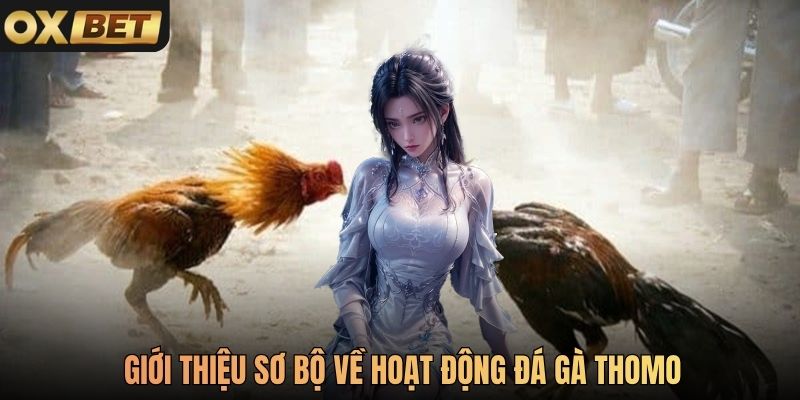 Giới thiệu sơ bộ về hoạt động đá gà Thomo
