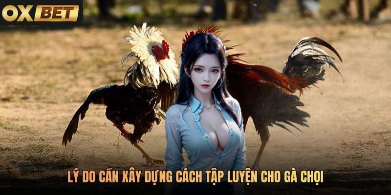Lý do cần xây dựng cách tập luyện cho gà chọi